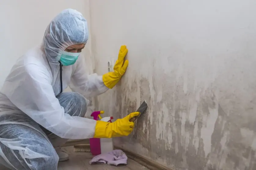 Inside Mold Removal Cleaning Services with JANECO